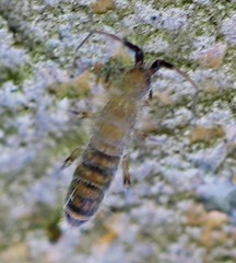 Orchesella multifasciata