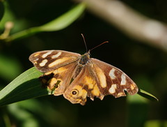 Heteronympha banksii