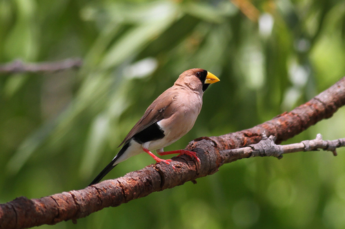 Masked Finch (Poephila personata), photo 10