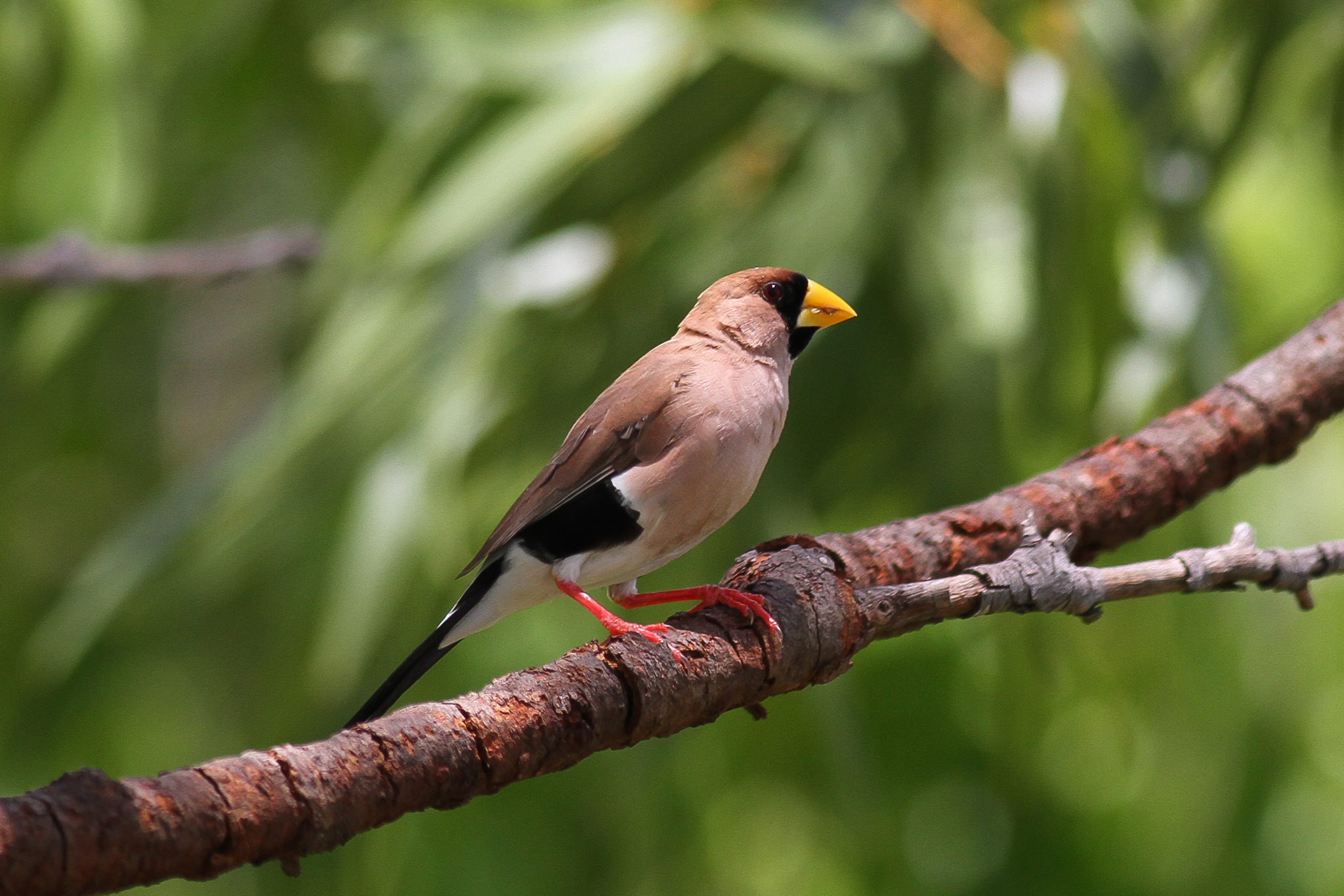 Masked Finch illustration