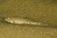 Nesogobius maccullochi