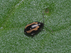 Phyllotreta striolata