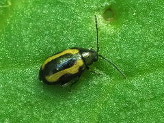 Phyllotreta striolata