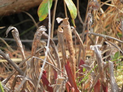 Sarracenia jonesii