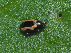 Phyllotreta striolata