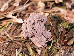 Ramaria versatilis