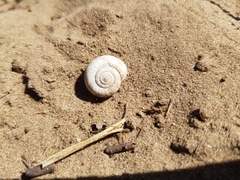 Helicella itala