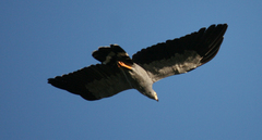 Polyboroides radiatus