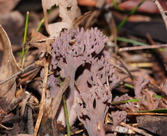 Ramaria versatilis