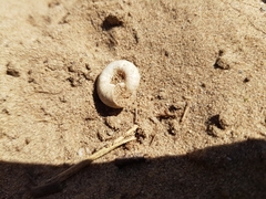Helicella itala