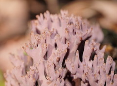 Ramaria versatilis