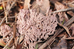 Ramaria versatilis