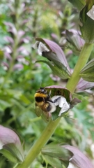 Bombus hortorum