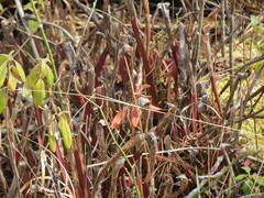 Sarracenia jonesii