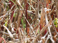 Sarracenia jonesii