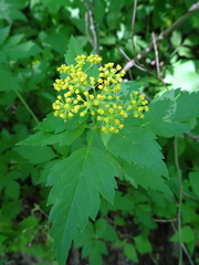 Thaspium barbinode