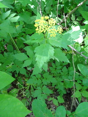 Thaspium barbinode