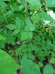Thaspium barbinode