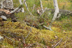 Ochotona hyperborea