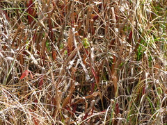 Sarracenia jonesii