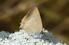 Satyrium acaciae