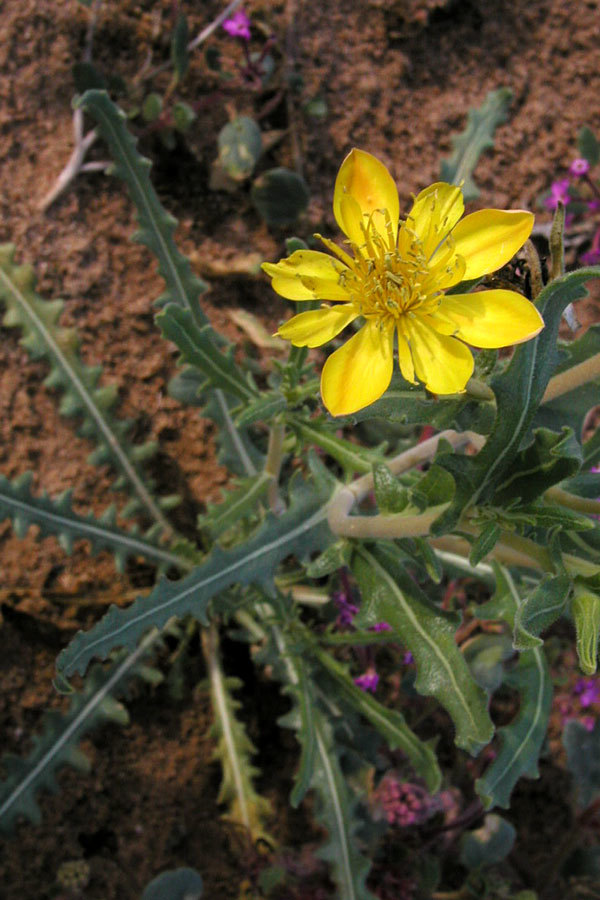 Mentzelia pumila