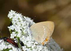 Satyrium acaciae