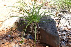 Xerophyta dasylirioides