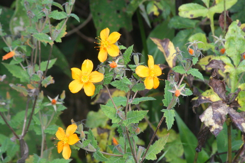 Mentzelia incisa · iNaturalist Mexico