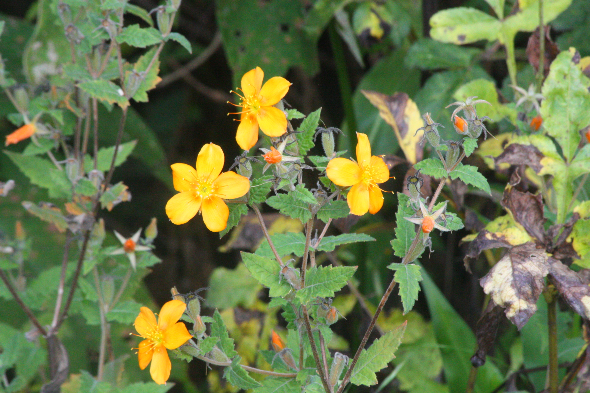 Mentzelia incisa