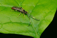 Cratichneumon annulatipes