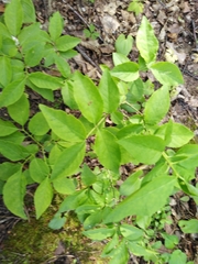 Euonymus verrucosus