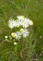 Thalictrum petaloideum