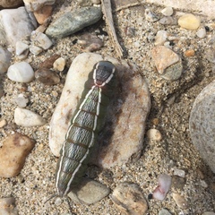 Cerura