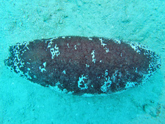 Holothuria fuscogilva