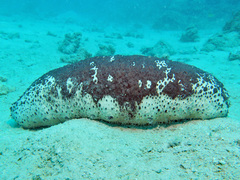 Holothuria fuscogilva