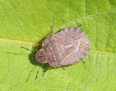 Sciocoris microphthalmus