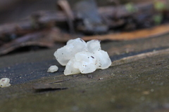 Tremella globispora