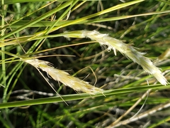 Hilaria rigida