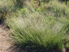 Hilaria rigida
