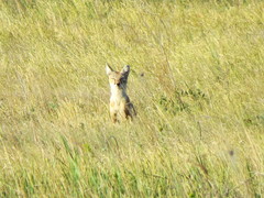 Vulpes corsac