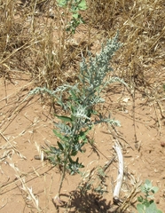 Chenopodium desiccatum leptophylloides