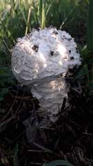 Saproamanita vittadinii