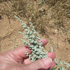Chenopodium desiccatum leptophylloides