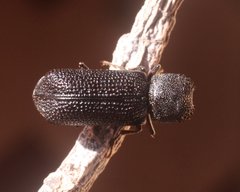 Bostrychopsis jesuita