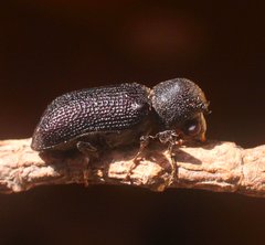 Bostrychopsis jesuita