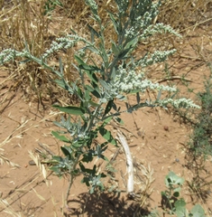 Chenopodium desiccatum leptophylloides
