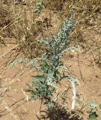 Chenopodium desiccatum leptophylloides