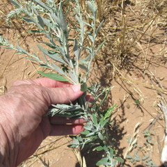 Chenopodium desiccatum leptophylloides