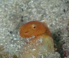 Cochleoceps orientalis